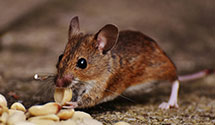 24 Hour & Emergency Exterminators in Knightdale, NC